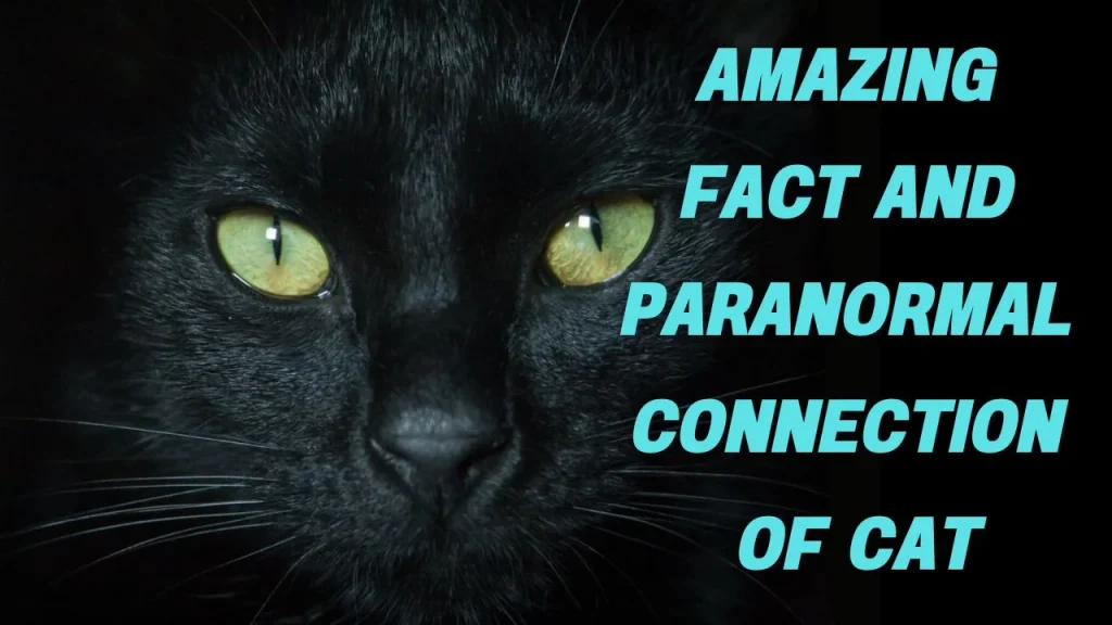Amazing fact about cat