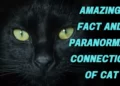 Top 5 amazing fact about cat and their connecton with paranormal activity 6 Amazing fact about cat