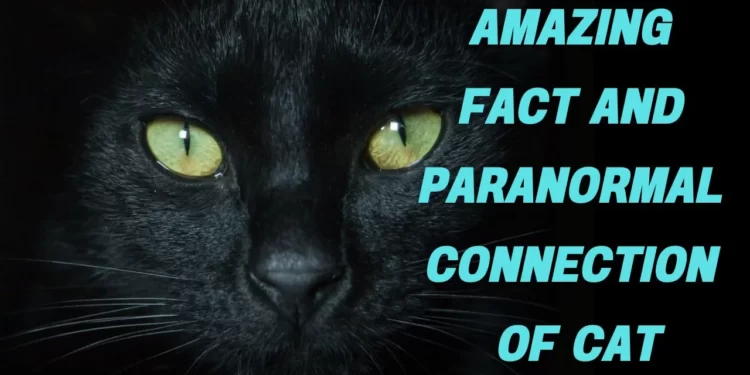 Amazing fact about cat