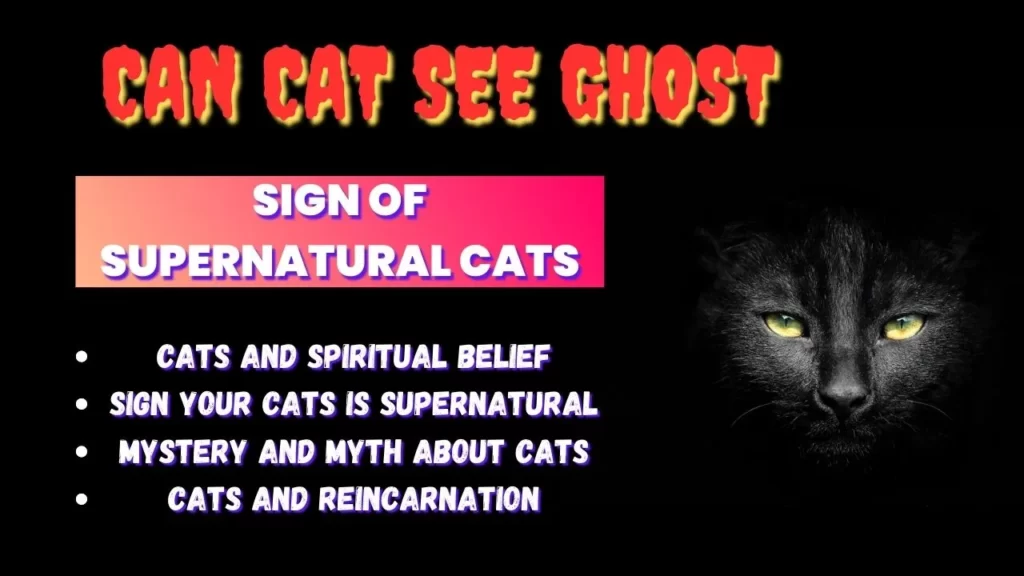 can cat see ghost