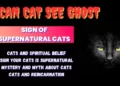 can cat see ghost