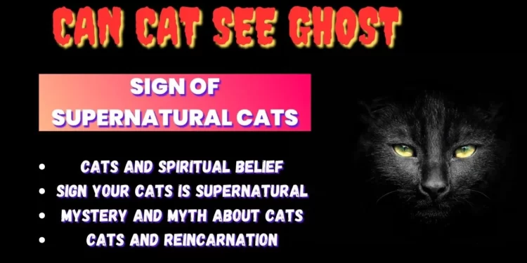 can cat see ghost