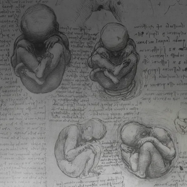 Historical Anatomical Sketch Showcasing Fetal Development Stages